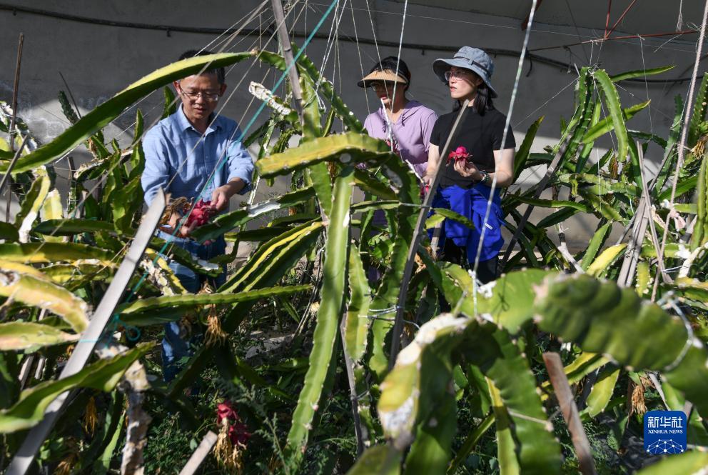 大力菠菜app
